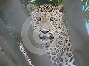 The stalking leopard