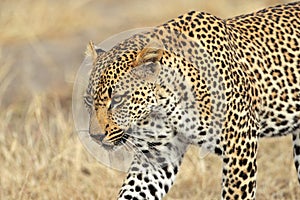 Stalking leopard