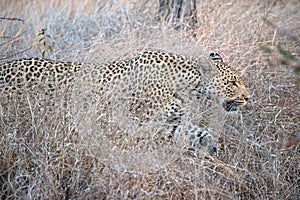 Stalking Leopard