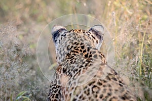 Stalking Leopard from behind in Kruger.