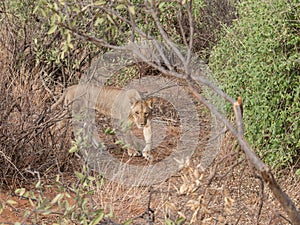 Stalking Lion