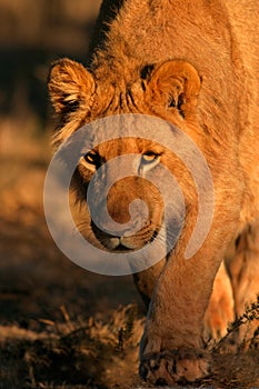 Stalking lion