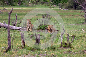 Stalking lions in the Okavango Delta. photo