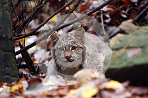 Stalking Lynx