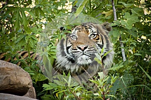 Stalking Malayan Tiger peers through the branches