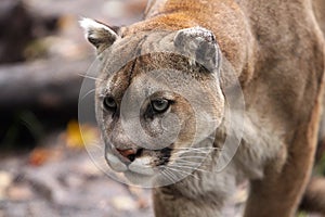 Stalking Mountain Lion