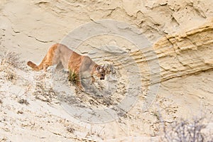Stalking mountain lion