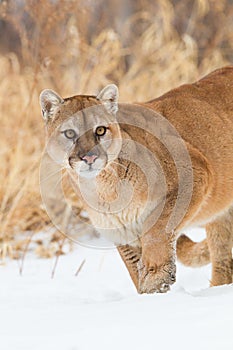 Stalking mountain lion portrait