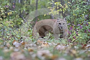 Stalking mountain lion ready to attack prey