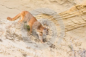 Stalking puma