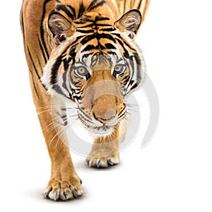 Stalking siberian tiger