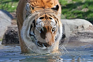 Stalking Siberian Tiger