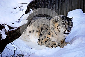 Stalking Snow Leopard