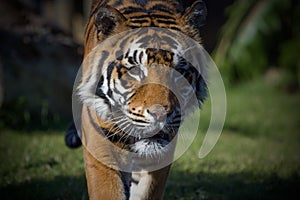 Stalking sumatran tiger