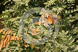 Stalking tiger