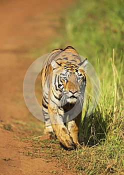 Stalking tigress, Telia sisters, Tadoba, Maharashtra, India