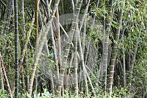 Stalks of bamboo. photo