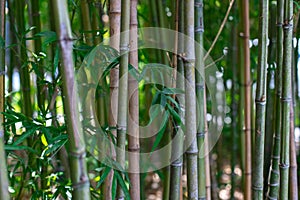 The stalks of bamboo. Green bamboo closeup. The texture of bamboo vegetation