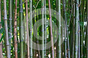 The stalks of bamboo. Green bamboo closeup. The texture of bamboo vegetation