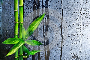 Stalks bamboo on wet glass