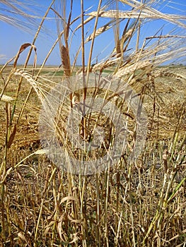 Stalks of barley