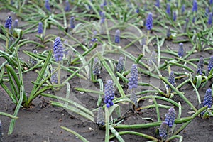 Stalks of blue flowers of Armenian grape hyacinths