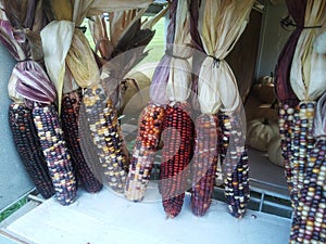Stalks of bundled multi colored corn with pumpkins in the background.