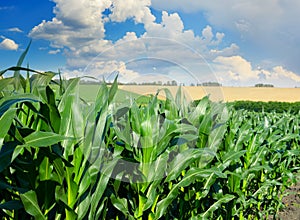 Stalks of corn close-up and blue sky