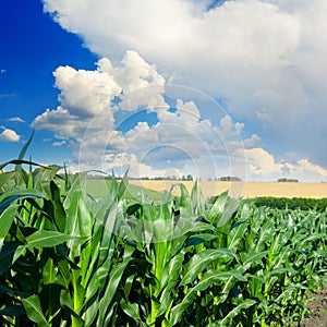 Stalks of corn close-up and blue sky