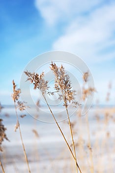 Stalks of dry cane with fluffy tops against a blue sky with clouds