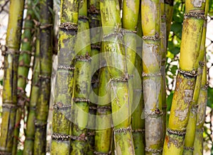 Stalks of fresh sugar cane for extracting the juice
