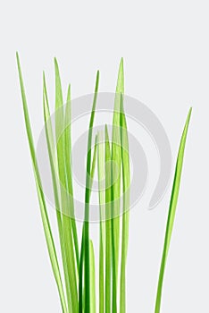 Stalks of grass