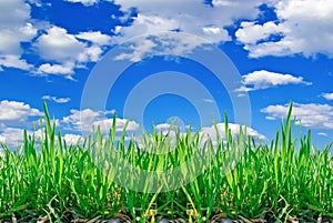 Stalks of grass on the background of blue sky with clouds.