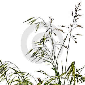 Stalks of meadow grass Bromus secalinus and Poa pratensis, isolated on white background. Wild meadow grass with green and brown