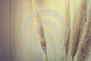 Stalks of reed plumes with wooden wall background