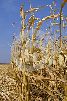 Stalks of ripe yellow corn, the leaves flutter in the wind