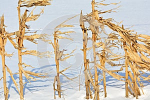 Stalks of standing corn in snow