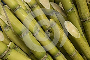 Stalks of sugarcane