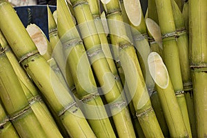 Stalks of sugarcane photo