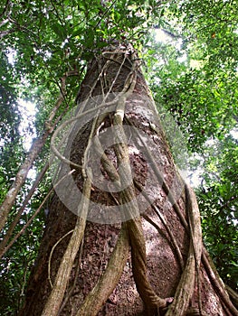 Stalks on tree trunk