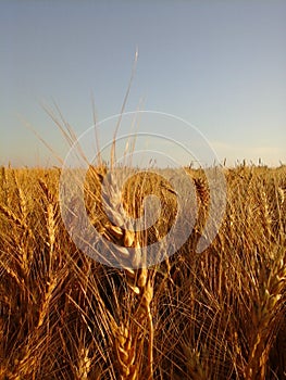 Stalks of wheat