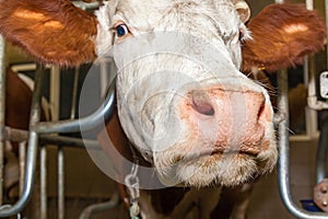 Stall for cows in an eco farm