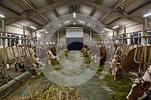 Stall for cows in an eco farm