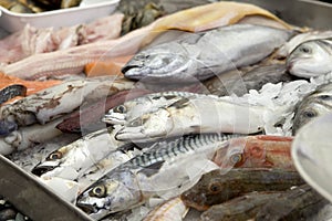 Stall of fishes at the fish merchant