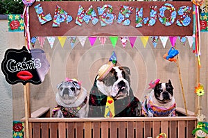 In the stall of free kisses `lambeijos` bulldogs and pug dressed as rednecks at the canine junina party