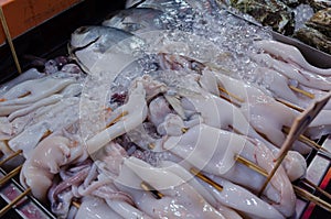 Stall with fresh chilled squid and dorado fish. Raw squid satay.