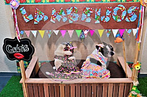 In the stall Lambeijos graceful dogs with colorful country dress and bow on the head