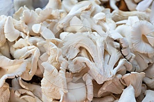 Stall of mushrooms at the market