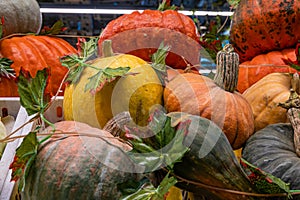 A stall with a ripe pumpkin close-up