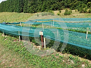 A stall sells plants suitable for shady places.